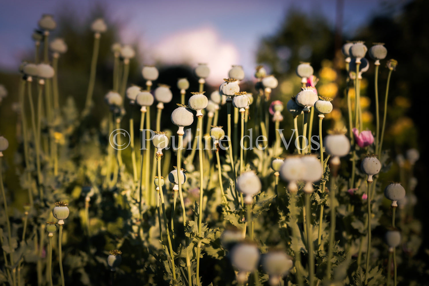 Fleurs dans le Jardin de Gulio à Ségur le Château