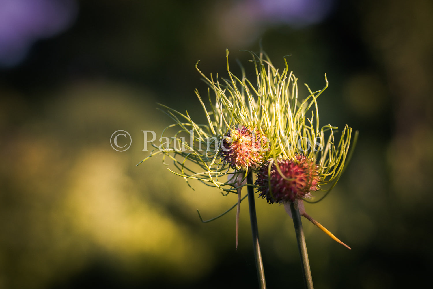 Fleurs dans le Jardin de Gulio à Ségur le Château